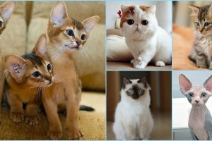 13 most Friendliest cat breeds in the world