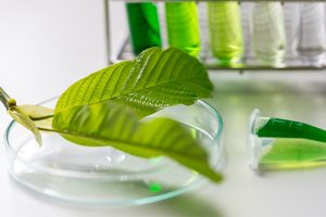 Magical Leaves: The Top 6 Health Benefits of Kratom