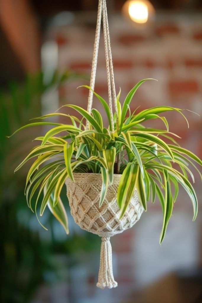 Spider plant.